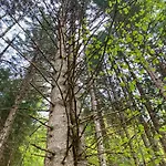 Baumann - Premium Card Im Sommer Inklusive! * Wildschoenau