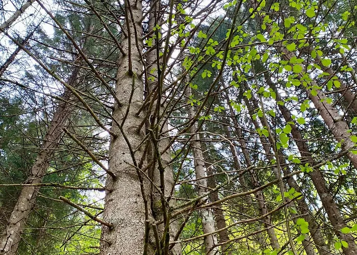 Baumann * Wildschoenau