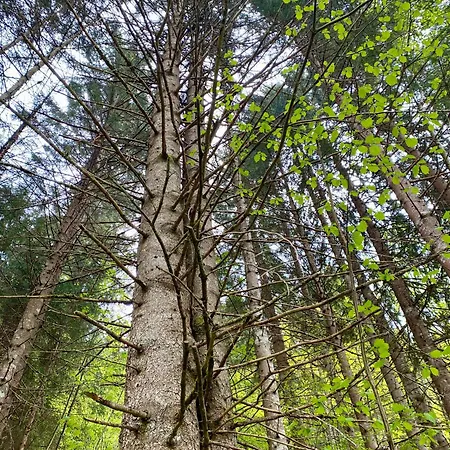 Baumann * Wildschoenau